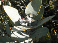 もっともポニュラーなユーカリ・テトラゴナ＆ナッツの写真