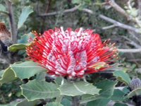 オーストラリアン・ワイルドフラワーの代表、バンクシア・スカーレットの写真