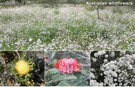 オーストラリアン・ワイルドフラワーのイメージ写真